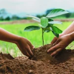 Image of planting a tree